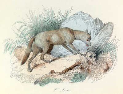 "Completes de Buffon" met de nomenclatuur van Linneene en de classificatie van Cuvier: Dieren: De arctische vos (gravure) door Unknown artist
