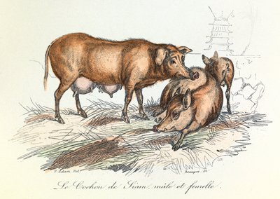 "Completes de Buffon" met de nomenclatuur van Linneene en de classificatie van Cuvier: Dieren: Het varken van Siam (gravure) door Unknown artist