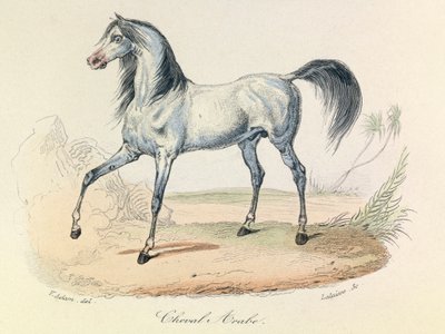 "Completes de Buffon" met Linneense nomenclatuur en de classificatie van Cuvier: Dieren: Cheval Arabe (gravure) door Unknown artist