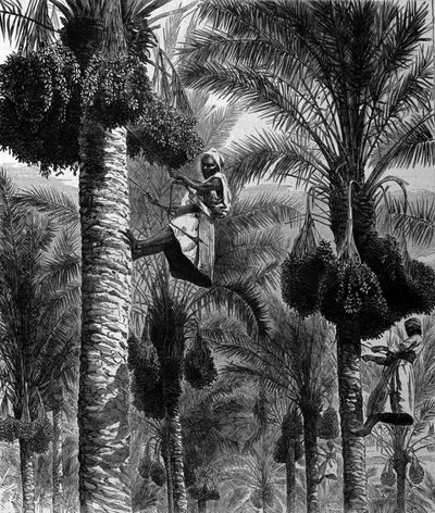 Dadelpluk in Ceylon (huidig Sri Lanka) 19e-eeuwse gravure door Unknown artist