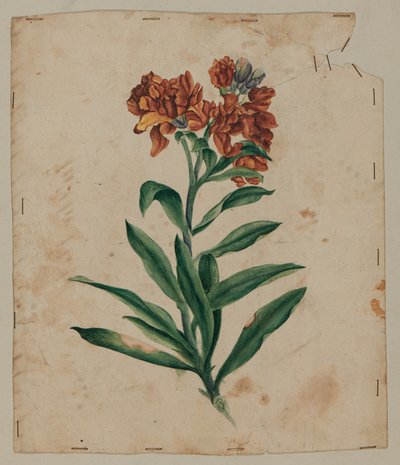 Ontwerptekening, begin 18e eeuw door Unknown artist