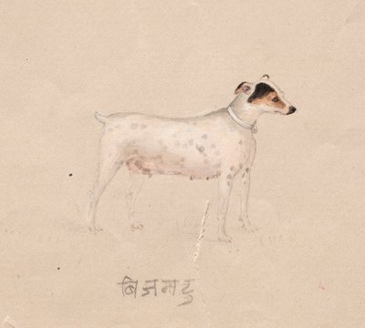 Hond door Unknown artist