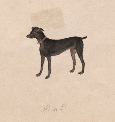 Hond door Unknown artist