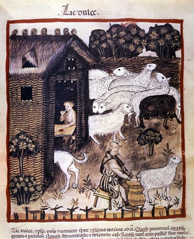 Boerenwerk: schapen melken om melk en kaas te produceren. Verlichting uit de melk van geneeskunde en diëtetiek 