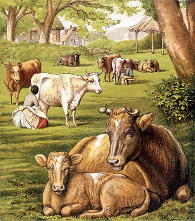 Boeren die melk trekken. 19e eeuw. door Unknown artist