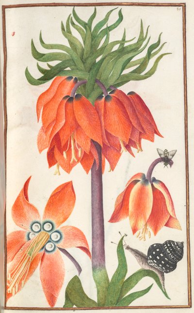 Florilegium: (pagina 19 recto) oranje fritillaria imperialis (keizerskroon) door Unknown artist