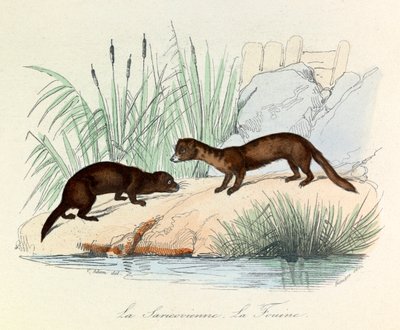 Fouine en Saricovienne geclassificeerd door Linneene en Cuvier in "Completes de Buffon" (gravure) door Unknown artist