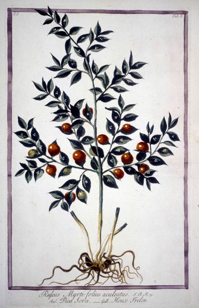 Fragon Valse Hulst of Kleine Hulst (Ruscus) in een 19e-eeuws herbarium door Unknown artist