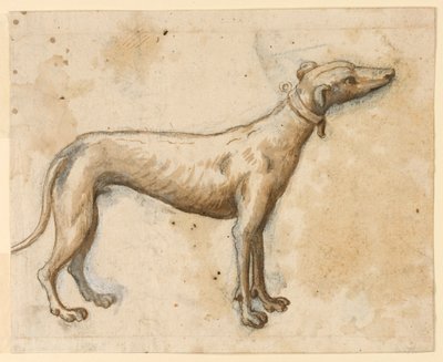 Windhond door Unknown artist