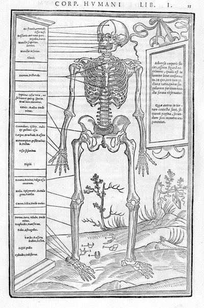 Menselijk skelet, vooraanzicht. Anatomische plaat uit 