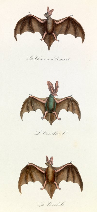 Illustratie uit het boek "Complete Works of Buffon": Les Quadrupedes: Vleermuis souris (gravure) door Unknown artist