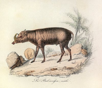 Illustratie uit het boek "Complete Works of Buffon": Les Quadrupedes: Le babiroussa male (gravure) door Unknown artist