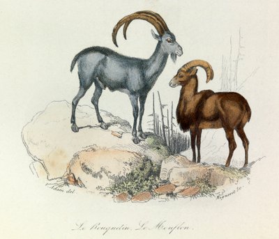 Illustratie uit het boek "Complete Works of Buffon": De viervoeters: De steenbok en de moeflon (gravure) door Unknown artist
