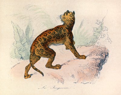 Illustratie uit het boek "Complete Works of Buffon": Les Quadrupedes: De jaguar (gravure) door Unknown artist