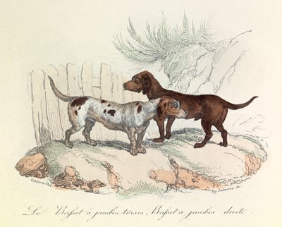 Illustratie uit het boek "Complete Works of Buffon": Les animaux: Le basset a torso legs et le basset a straight legs (gravure) door Unknown artist