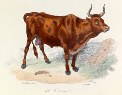 Illustratie uit het boek "Complete Works of Buffon": Les animaux: Le taureau (gravure) door Unknown artist