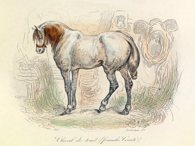 Illustratie van Franc Comtois paard, geclassificeerd door Linneene en Cuvier (gravure) door Unknown artist