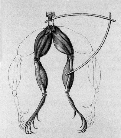 Illustratie van experimenten door Luigi Galvani, Italiaanse natuurkundige en arts (1737 - 1798) die de passage van elektrische stroom uitlegt die de benen van een kikker beweegt. door Unknown artist
