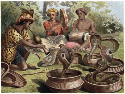 Indische Cobra - De Indische cobra door Unknown artist