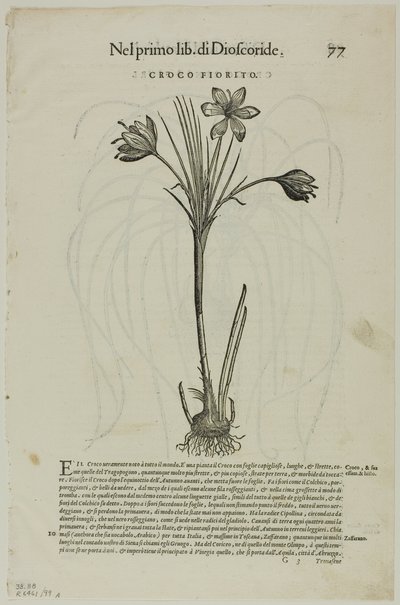 Blad uit Discorsi door Petrus Andreas Matthiolus, plaat 99 uit Houtsneden uit Boeken van de XVI Eeuw door Unknown artist