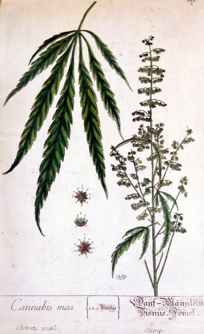 Mannelijke cannabisplant. Gravure 19e eeuw. door Unknown artist
