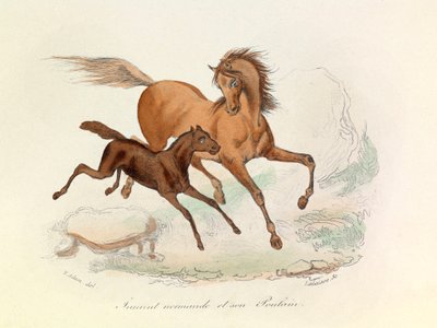 Merrie Normande en veulen ingedeeld en benoemd volgens de nomenclatuur van Linneene en Cuvier (gravure) door Unknown artist