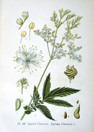 Moerasspirea door Unknown artist