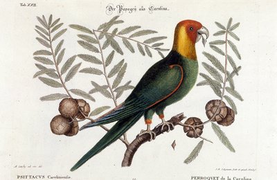 Ornithologie: Carolina parkiet. (Psittacus caroliniensis) door Unknown artist