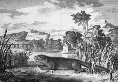 Otter - gravure door Unknown artist