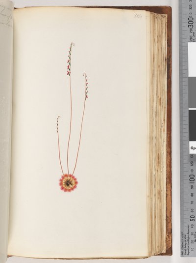 Pagina 104. Onbekende plant door Unknown artist