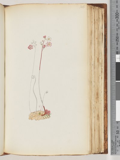 Pagina 106. Geen inscriptie, tekening onvoltooid door Unknown artist