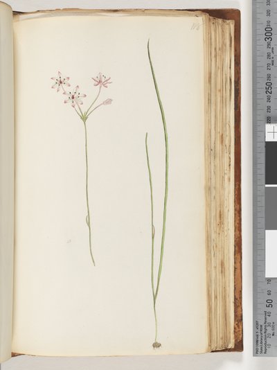 Pagina 118. Onbekende plant door Unknown artist