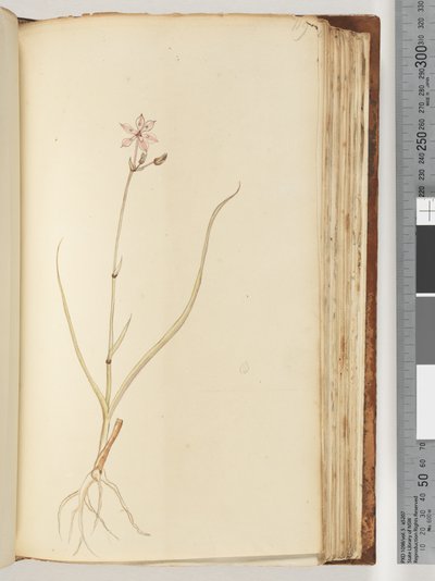 Pagina 119. Geen inscriptie, onvoltooide tekening, onbekende plant door Unknown artist