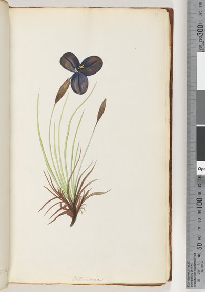 Pagina 11. Pattersonia door Unknown artist