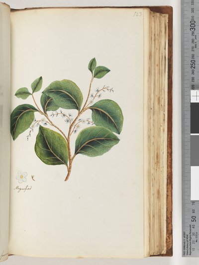 Pagina 123. Vergroot op recto door Unknown artist