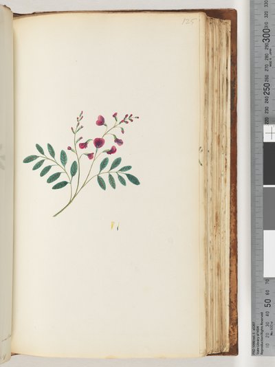 Pagina 125. Onbekende plant door Unknown artist
