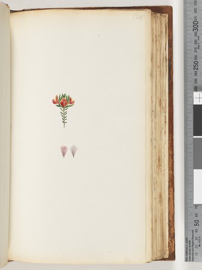 Pagina 128. Onbekende plant door Unknown artist