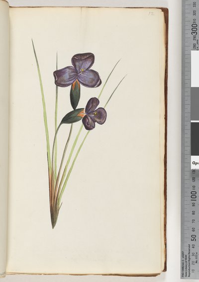 Pagina 12. Onbekende plant door Unknown artist