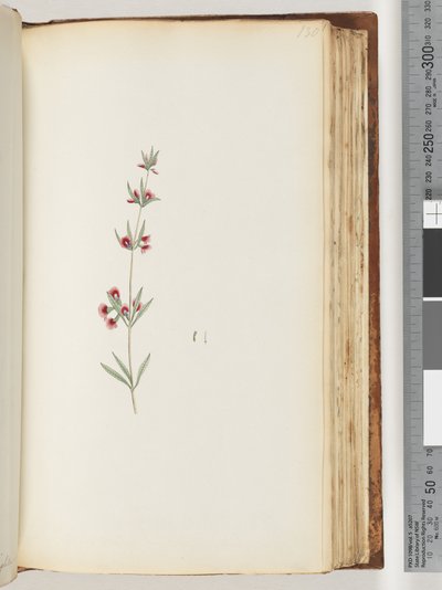 Pagina 130. Onbekende plant door Unknown artist