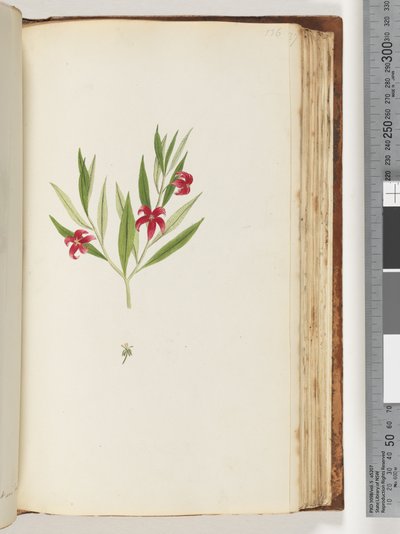 Pagina 136. Onbekende plant door Unknown artist