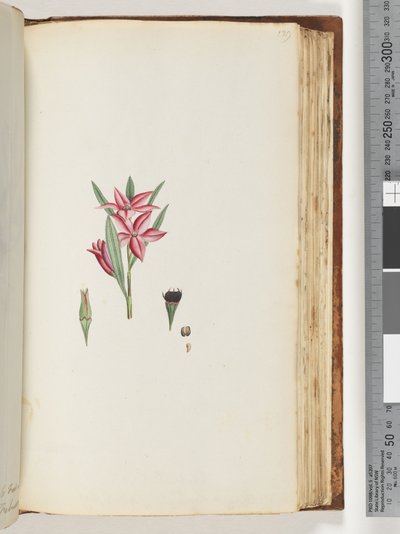 Pagina 139. Naamloze bloeiende plant door Unknown artist