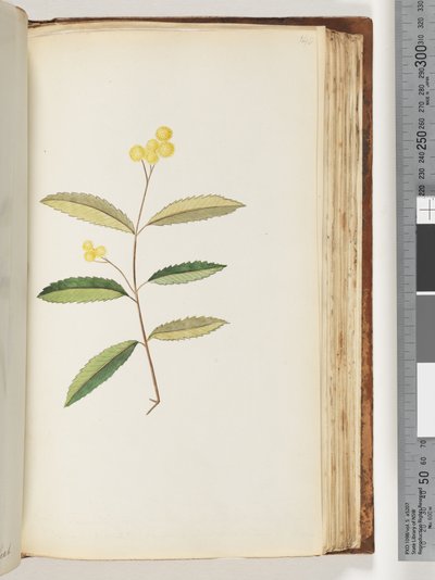 Pagina 140. Onbekende bloem, oktober 1794 door Unknown artist
