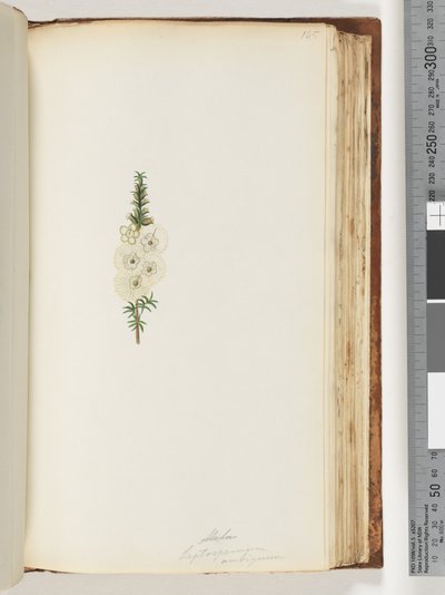 Alela / Leptospermum ambiguum door Unknown artist