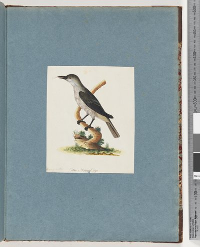 Pagina 146. Onbekende vogel. Honingeter door Unknown artist