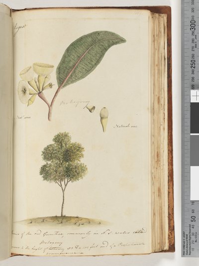 Pagina 149. Natuurlijke grootte, een soort van de rode gomboom, gewoonlijk in N.S.W. Mohogony genoemd door Unknown artist