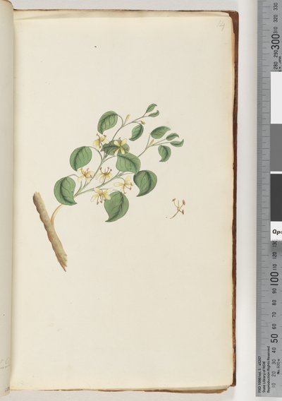 Pagina 14. Onbekende plant door Unknown artist