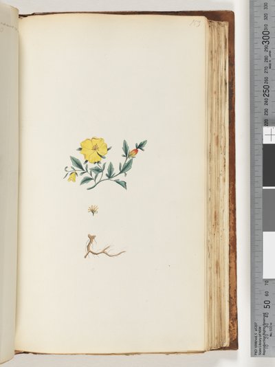 Pagina 153. Onbekende plant door Unknown artist