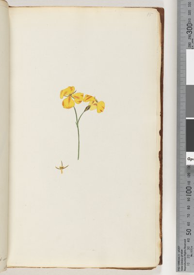 Pagina 15. Onbekende plant door Unknown artist