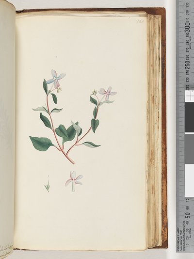 Pagina 160. Onbekende plant door Unknown artist