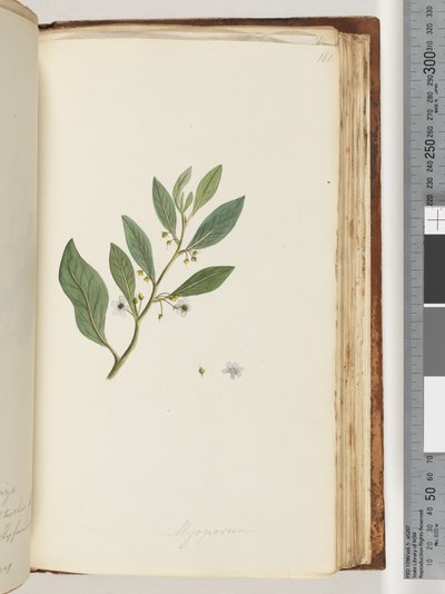 Pagina 161. Myoporum door Unknown artist